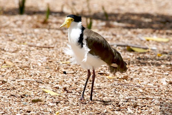 AustraliaEast 10  010